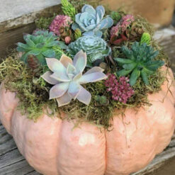 Alternative view of Succulent Pumpkin Workshop,1 PM Sat, Oct 10th
