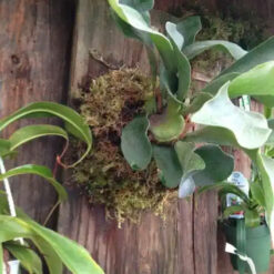 Moss and Found Workshop