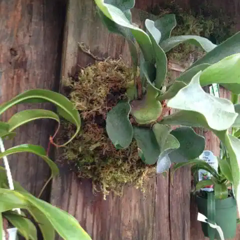 Moss and Found Workshop